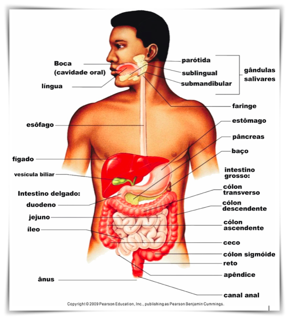 Figura 1 – Esquema do Sistema Digestório humano. Disponível em: http://www.skyhdwallpaper.com/digestive-system-of-human
