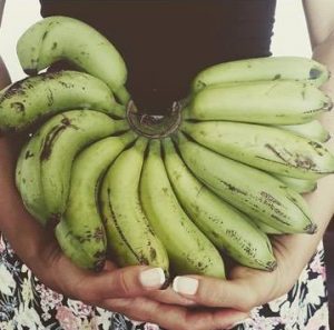 Bananas verdes ideais para o preparo da biomassa.